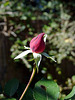 Rosebud 2