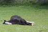 Playing Dead