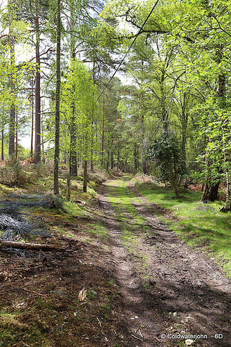 Blervie Estate Woodland Walk