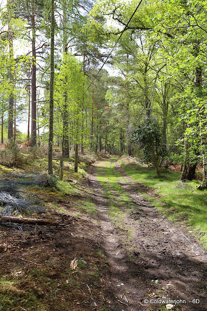 Blervie Estate Woodland Walk