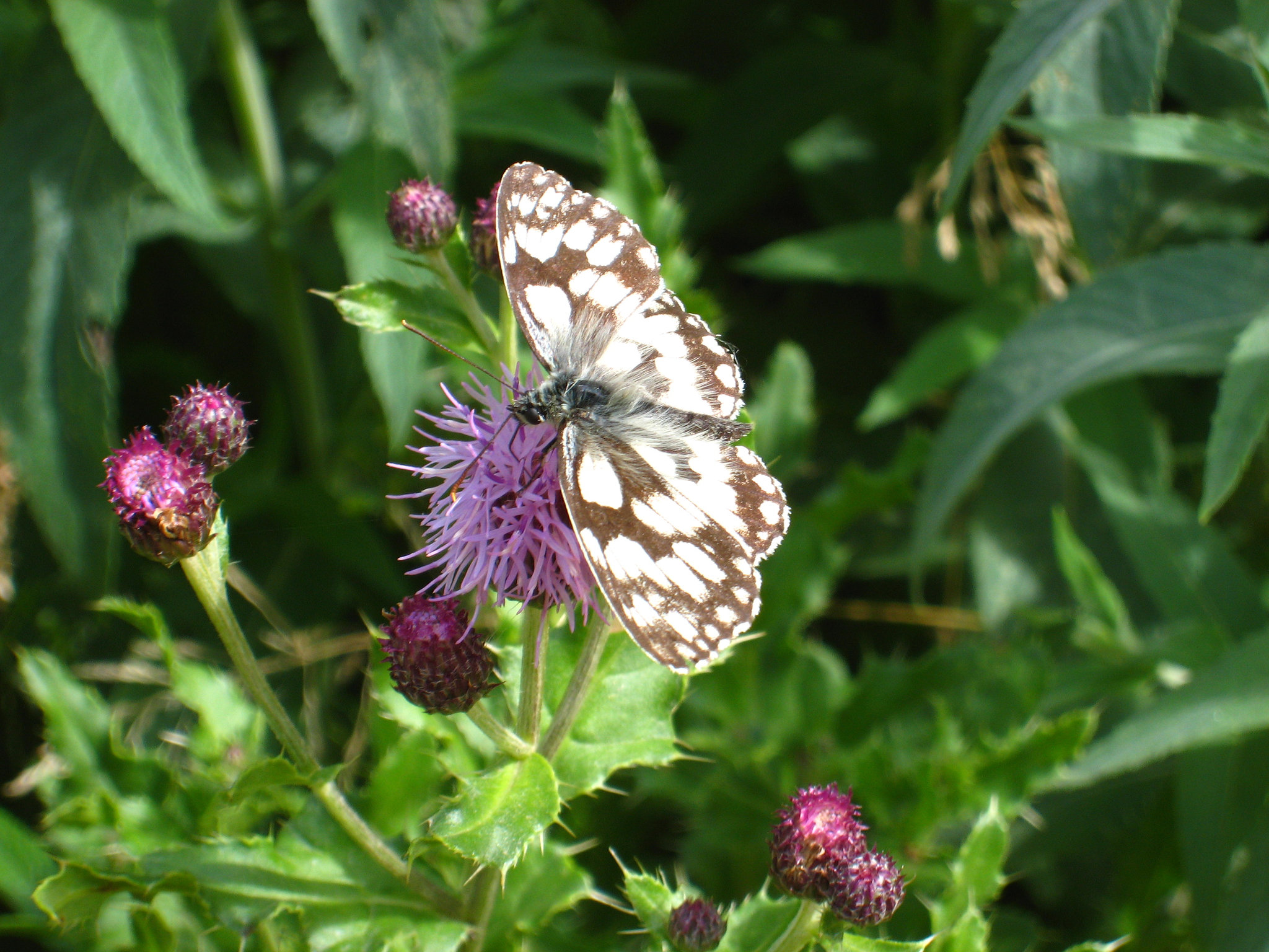 Papillon sauvage des contrées de Haute-Loire : Le demi deuil