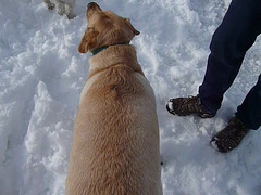 Tucker In The Snow (3496)