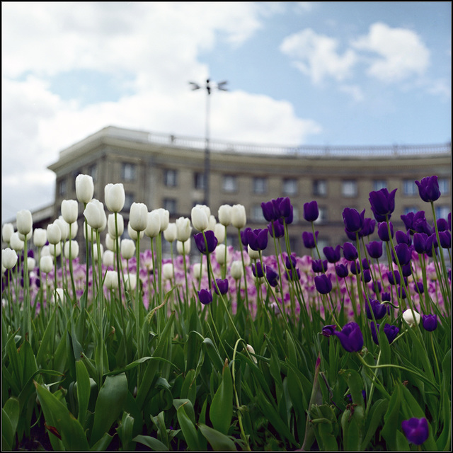 white and purple