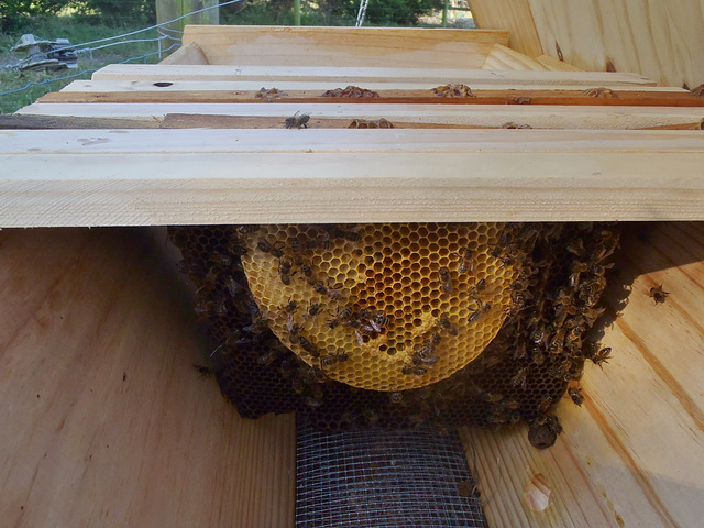 our top bar hive