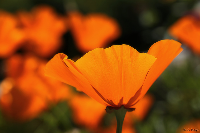 Patio Life: Golden Poppy