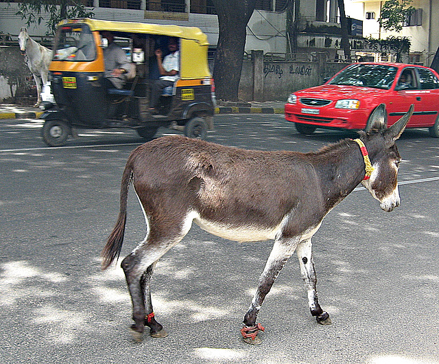 Four legs, three wheels