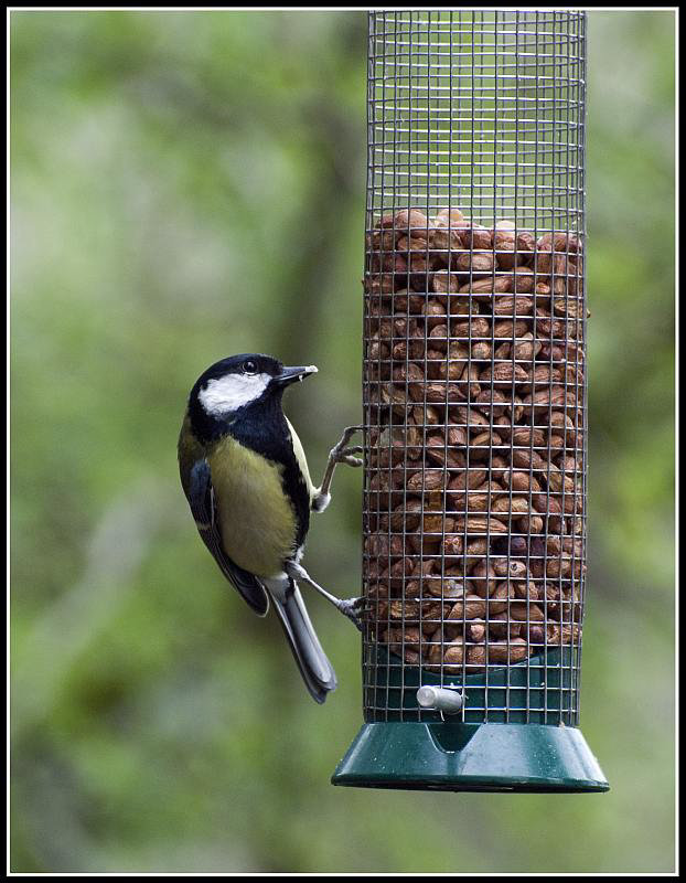 Great Tit on Feeder