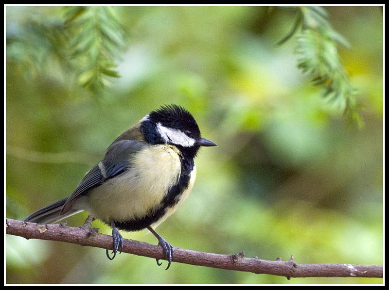 Great Tit