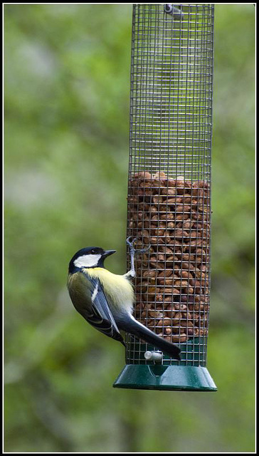 Great Tit on Feeder