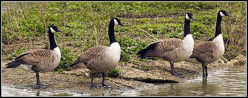 Canada Geese