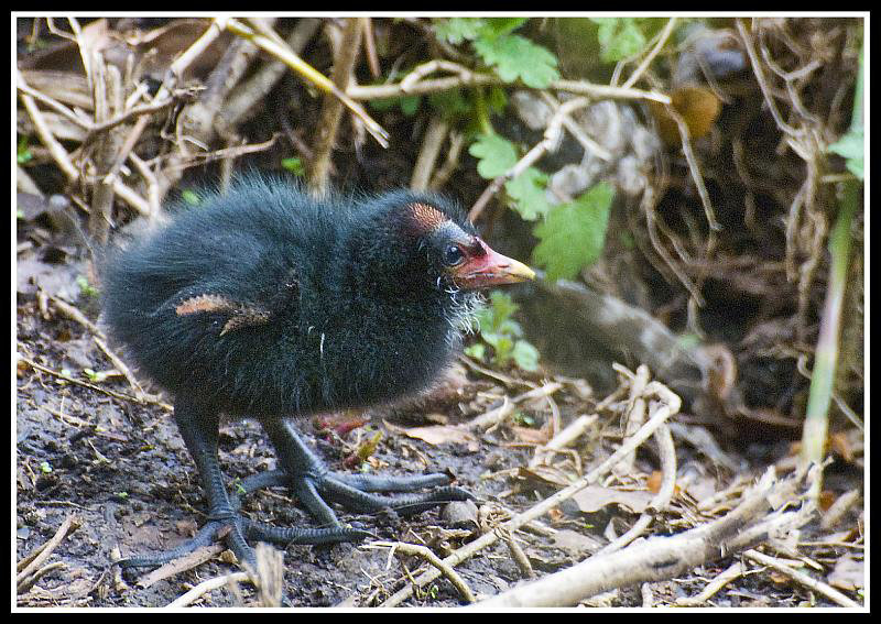 Baby Coot