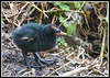 Baby Coot