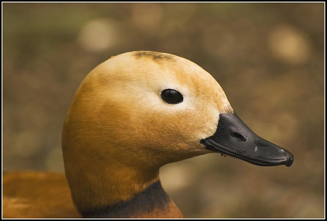 Ruddy Shelduck