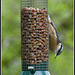 Nuthatch on Feeder