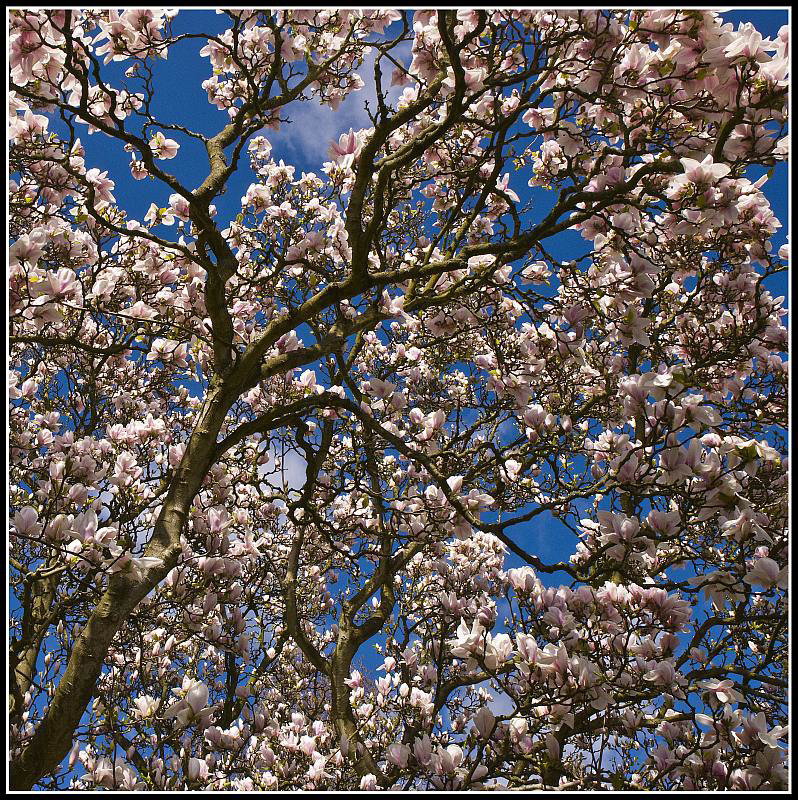Blossom in the Cathedral Gardens Chichester