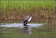 Female Mallard