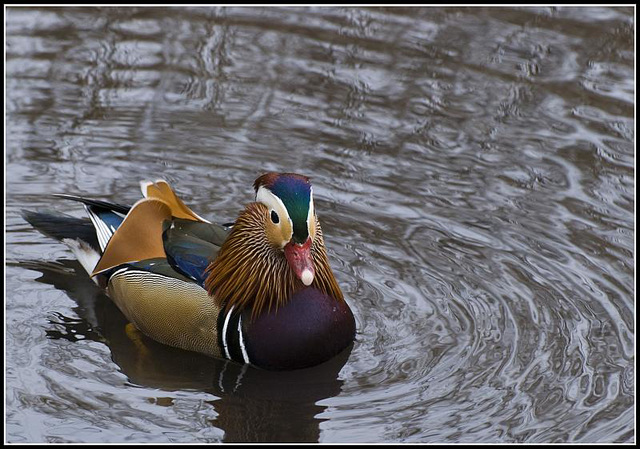 Mandarin Duck