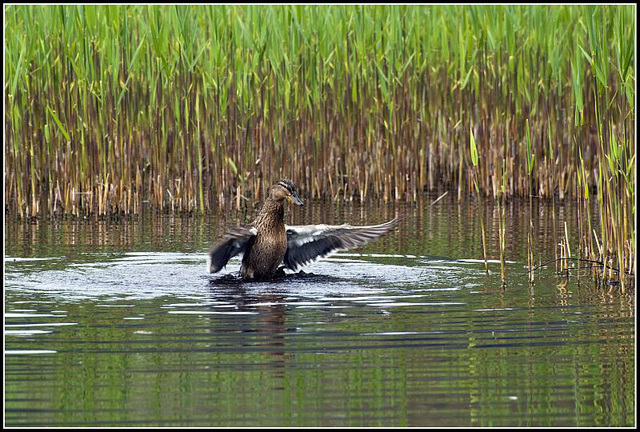 Female Mallard