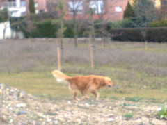 Perro en el parque.