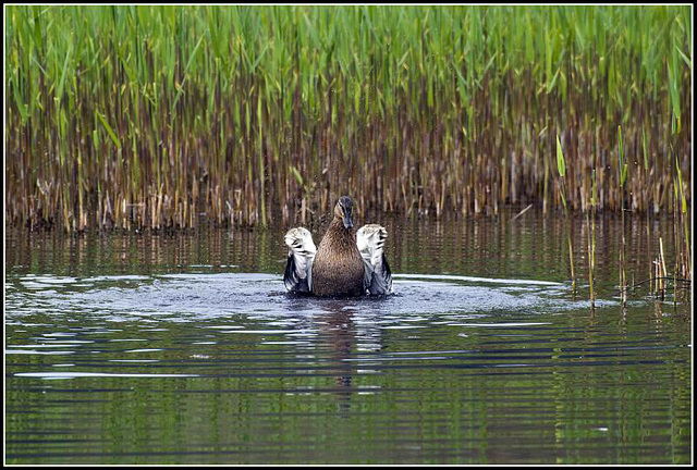 Female Mallard