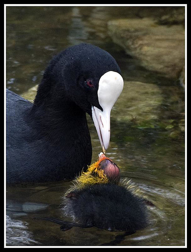 Coot feeding baby (Crop)