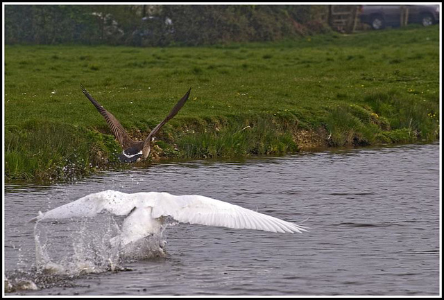 Swan chasing goose