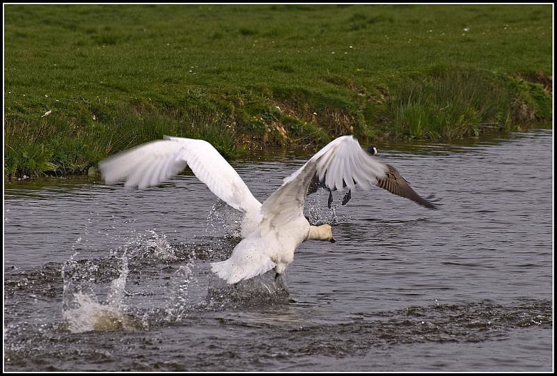 Swan chasing goose