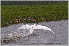 Swan chasing goose