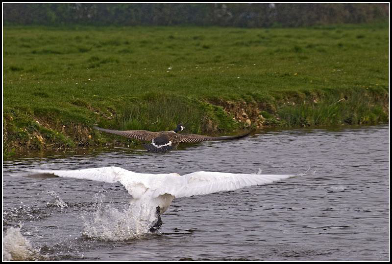 Swan chasing goose