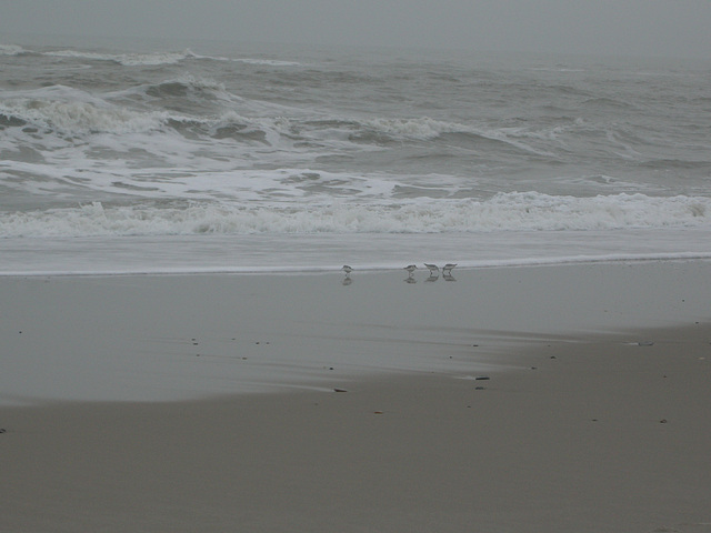 Strandläufer