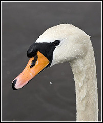 Mute Swan