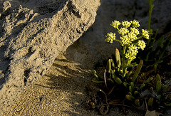 Green between sand and rocks