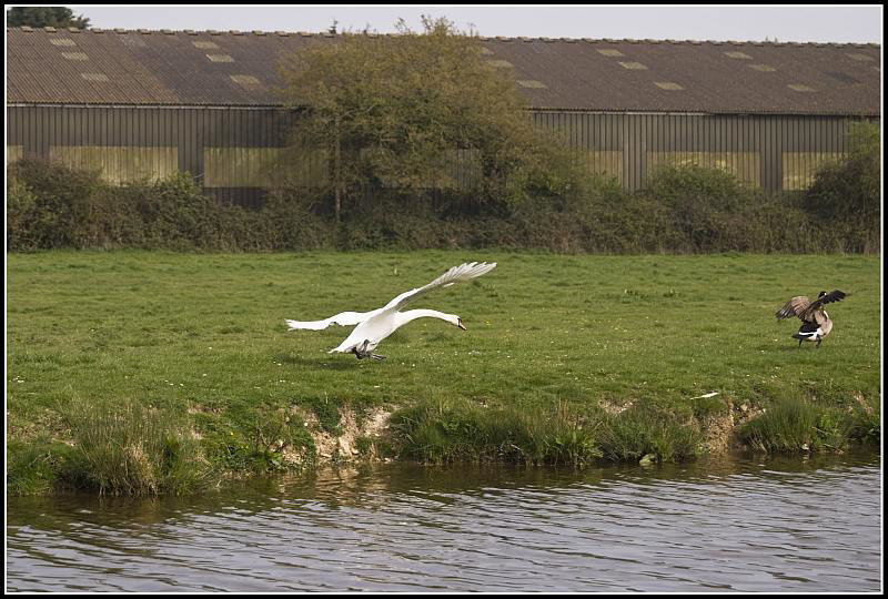 Get that goose 3