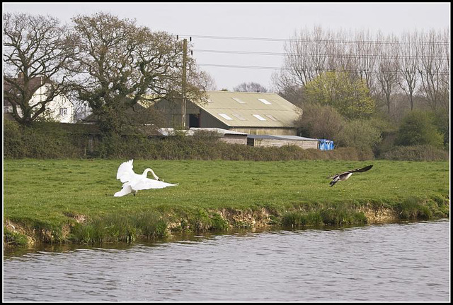 Get that goose 7