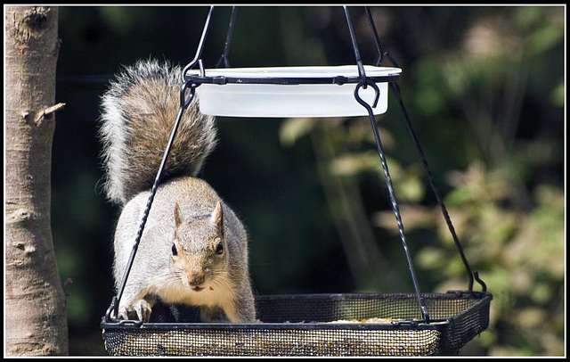 Grey Squirrel on bird feeder