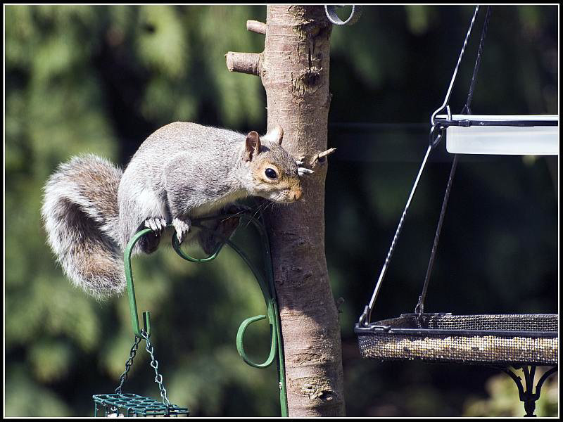 Grey Squirrel on bird feeder