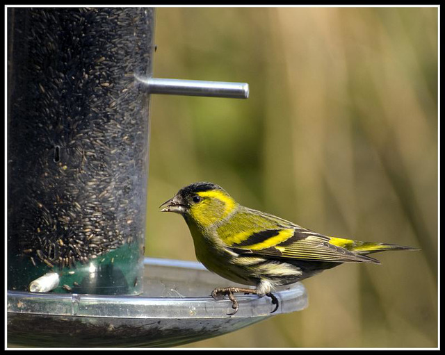 Siskin on feeder