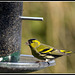 Siskin on feeder