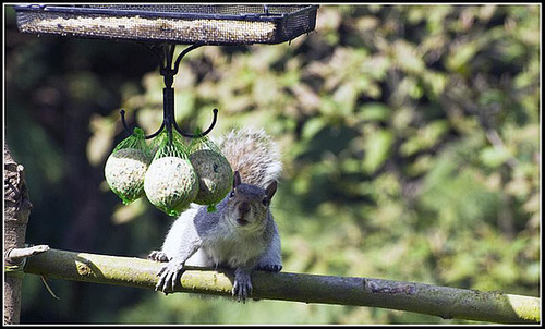 Grey Squirrel on bird feeder