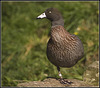 New Zealand Brown Teal