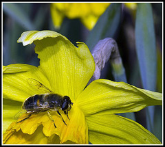 Daffodil & Hoverfly