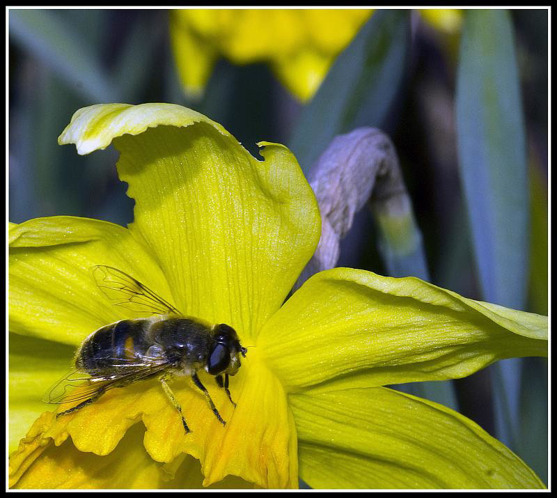 Daffodil & Hoverfly