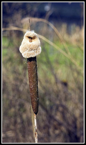 Great Reedmace