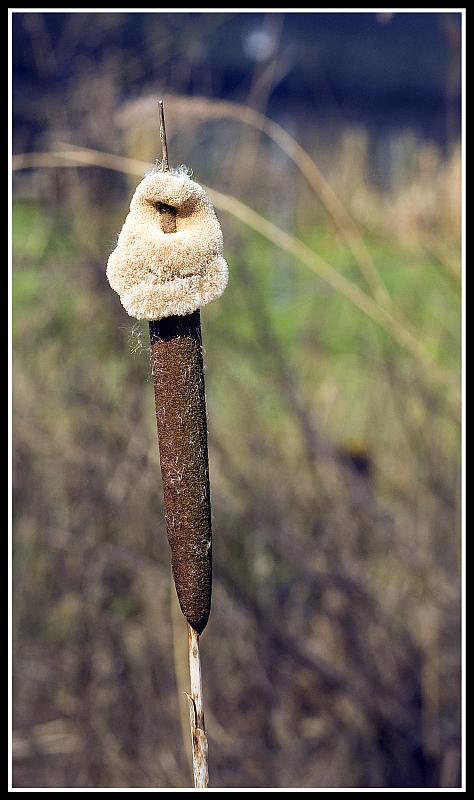 Great Reedmace