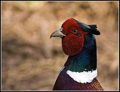 Pheasant