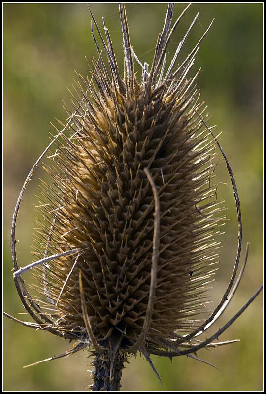 Teasel