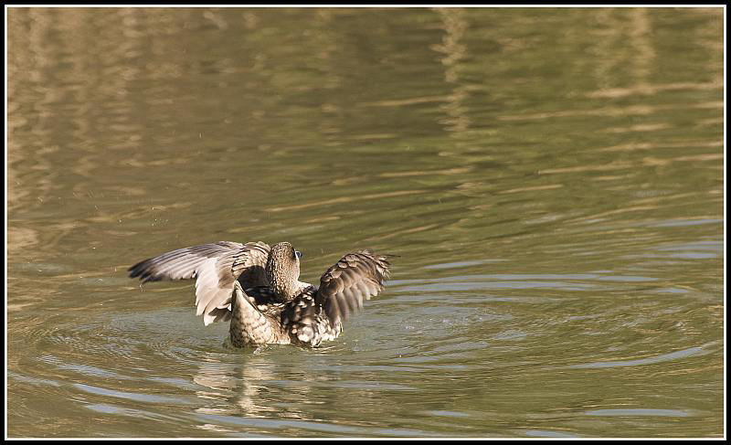 Marbled Duck (Mating behaviour)