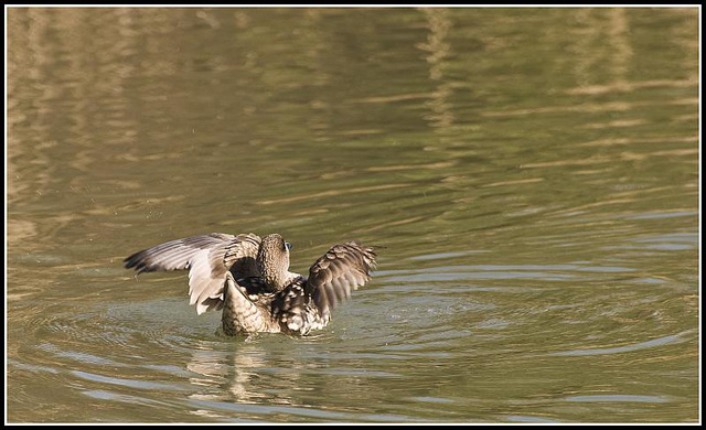 Marbled Duck (Mating behaviour)