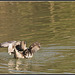 Marbled Duck (Mating behaviour)