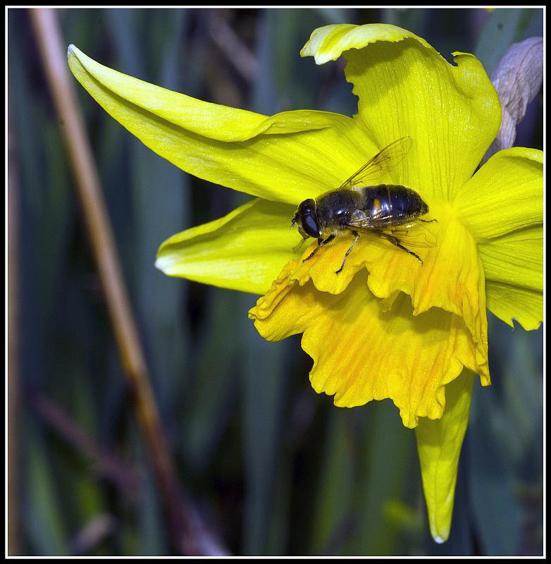 Daffodil & Hoverfly